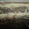 basement mold before remediation